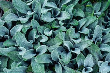 green leaves of garden plants, pattern for design