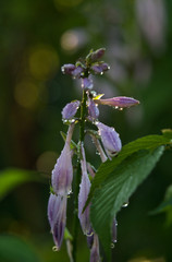 Красивые цветы из моего сада крупным планом