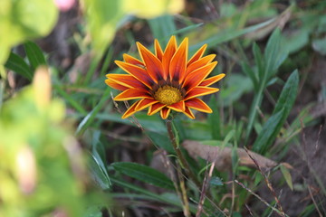 Orange Gazania flower
