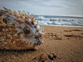shell on the beach
