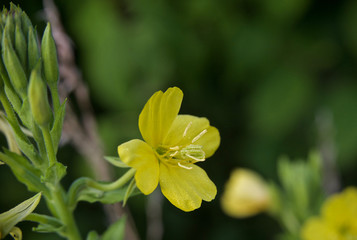 Красивые цветы из моего сада крупным планом
