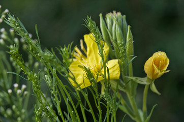 Красивые цветы из моего сада крупным планом