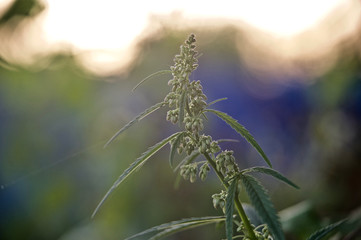 Красивые цветы из моего сада крупным планом