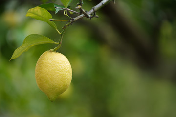 Lemon on tree with blurred green background copy space