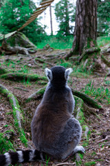Obraz premium Lemur contemplando el bosque