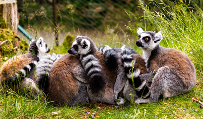 Naklejka na ściany i meble Familia de lemures protegiendose del frio