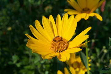 Красивые цветы из моего сада крупным планом