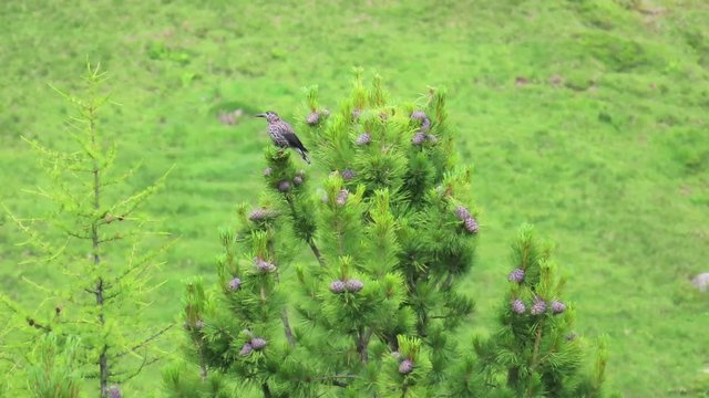 Spotted nutcracker (Nucifraga caryocatactes)