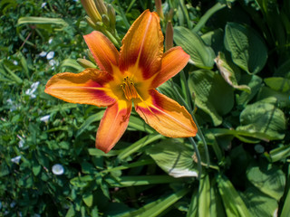 Fototapeta premium top view on a orange lilly flower