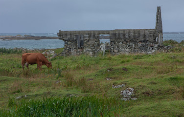 Connemara Ireland westcoast ireland cows