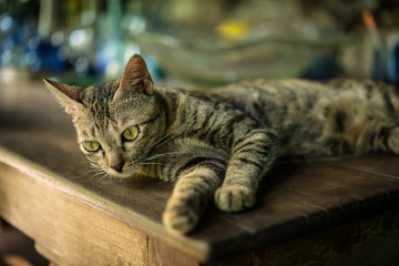 domestic cat relaxing on a table