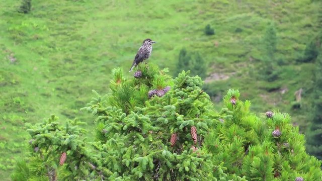 Spotted nutcracker (Nucifraga caryocatactes)