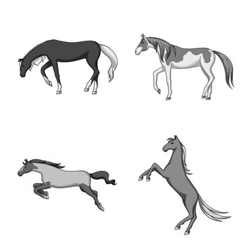 Vector illustration of farm and riding icon. Collection of farm and equestrian vector icon for stock.