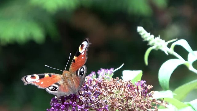 Peacock butterfly eye, scientific Aglais io, on the almost faded umbel of a butterfly bush, scientific Buddleja davidii