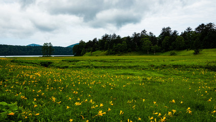 尾瀬大江湿原のニッコウキスゲ群生満開