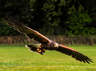 UK - Harris Hawk in Flight at low level