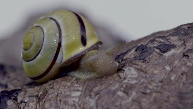 A macro shot of Cepaea nemoralis or Grove snail moving on a tree stump to get out of the sun. Frontal view.