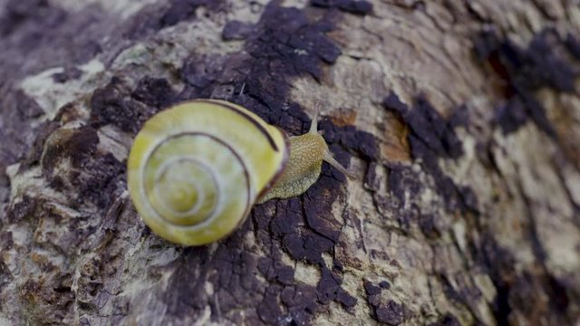 A wide shot of Cepaea nemoralis or Grove snail moving on a tree stump to get out of the sun.