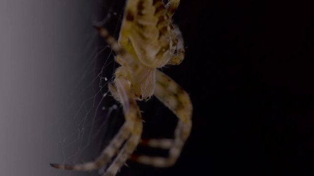 A macro shot of araneus diadematus  or European garden spider, sometimes also called the pumpkin spider. Front view.
