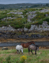 Connemara Ireland horses