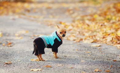 dog in the park, dog, chihuahua