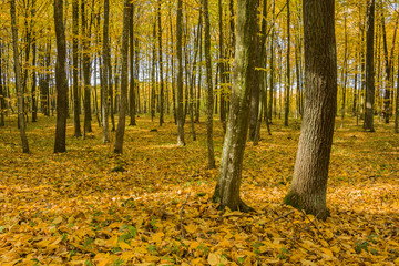 Autumnal forest on a sunny day