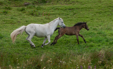 Obraz na płótnie Canvas Connemara Ireland horses