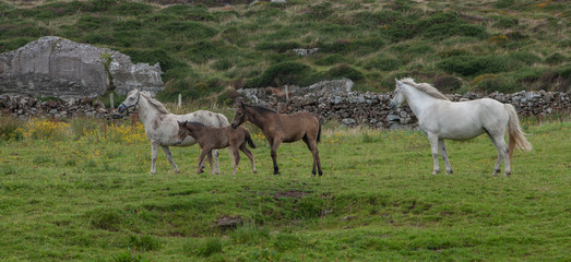 Obraz na płótnie Canvas Connemara Ireland horses