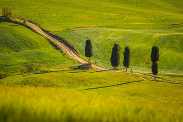 Fantastic sunny spring field in Italy, tuscany landscape morning foggy famous Cypress trees