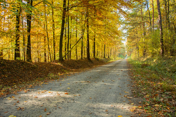 Fototapeta premium Gravel road through the autumnal forest and fallen leaves