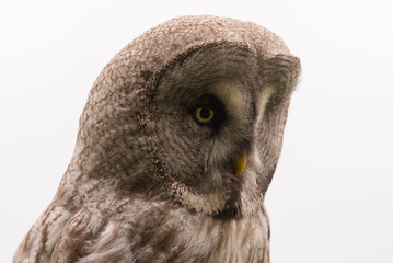 Great Grey Owl Sweden