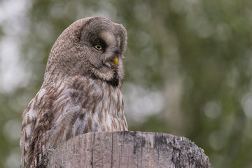 Great Grey Owl Sweden