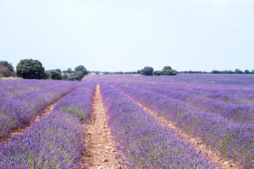 Fototapeta na wymiar Beautiful lavender fields purple landscape in La Alcarria, Spain
