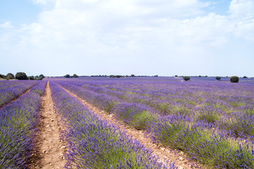 Naklejka na ściany i meble Lavender fields in La Alcarria, Spain