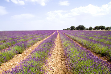 Fototapeta na wymiar Lavender plantation in La Alcarria, Spain