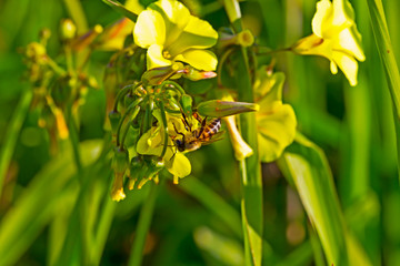 Bee hanging upside down from yellow wildflower