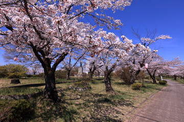 Obraz premium 羊山公園の桜