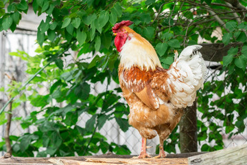 cock on the grass