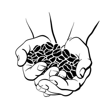 Coffee bean in hands. Top view. Vector illustration