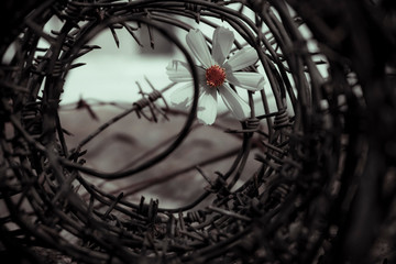 White flower in barbed wire