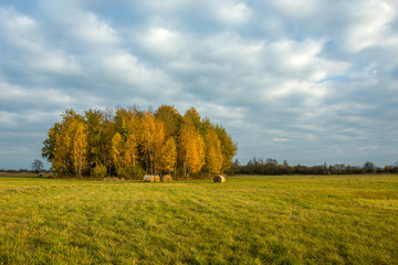 Autumn trees in the meadow