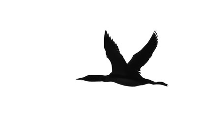 Common Loon (Gavia immer) black and white silhouette in flight over White Lake, Ontario, Canada