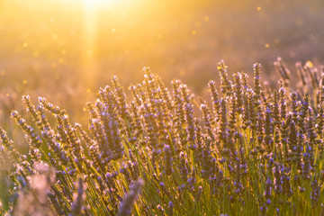 Closeup lavender field summer sunset landscape near Valensole