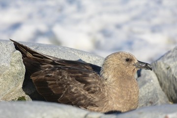 Labbe Antarctique