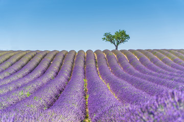 Fototapeta na wymiar Lavender field at sunset, lonely tree in background. Valensole Plateau