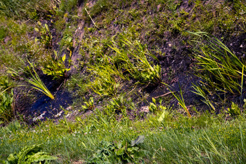 Naklejka na ściany i meble stream in the forest - The close picture of the small river where the grass and other plants sprouts.