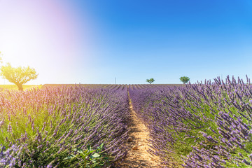 Fototapeta na wymiar Lavender field at sunset, lonely trees in background