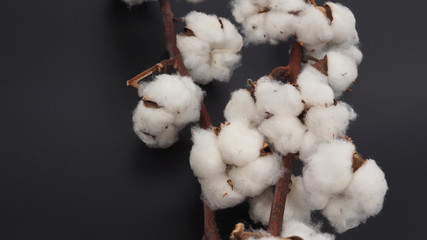 Cotton flower on black background.