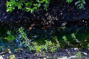 stream in the forest - The close picture of the small river where the grass and other plants sprouts.