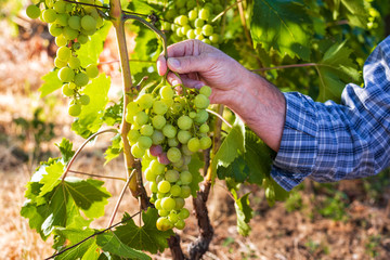 Obraz premium Caucasian winegrower working in an organic vineyard, he holds a bunch of grapes with his first ripening berries. Traditional agriculture. Sardinia.